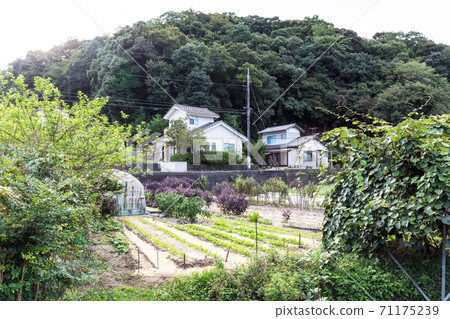 A large kitchen garden farm using a vacant lot A large kitchen garden farm using a vacant lot 71175239