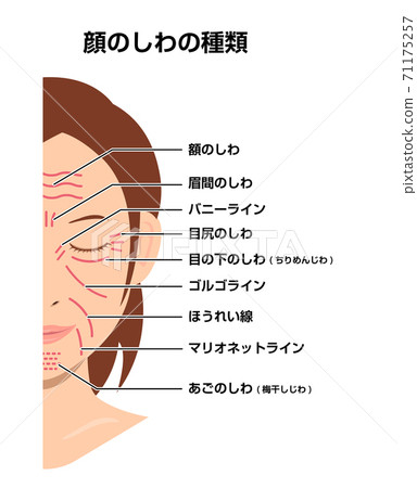 女人的臉上的皺紋（位置和名稱）矢量圖 71175257