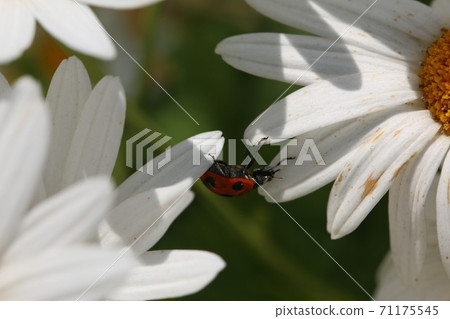 Ladybird Ladybird 71175545