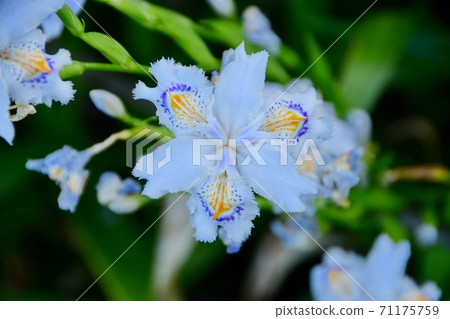 Flower Shaga (Butterfly flower, dried sardine, 莪) Imperial Palace Chidorigafuchi Green Road April 2020 71175759