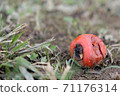 Persimmon nuts fell to the ground 71176314