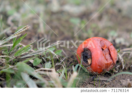 Persimmon nuts fell to the ground 71176314