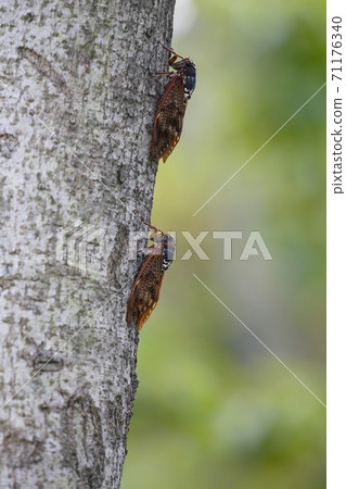 Brown cicada 71176340