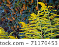 Solidago altissima and Osmanthus fragrans 71176453