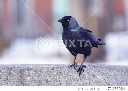 the portrait of a bird jackdaws. the portrait of a bird jackdaws. 71176984