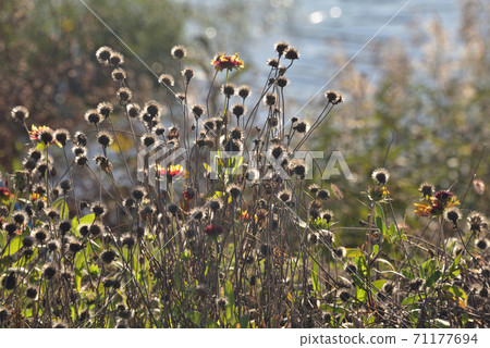 A small autumn found on the shores of Lake Kawaguchi A small autumn found on the shores of Lake Kawaguchi 71177694