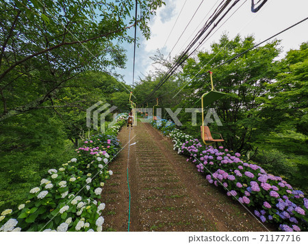 Hydrangea of Mt. Myoken lift 71177716