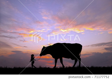 Silhouette of a girl pulling a cow on a meadow ranch against the backdrop of the setting sun 71177752