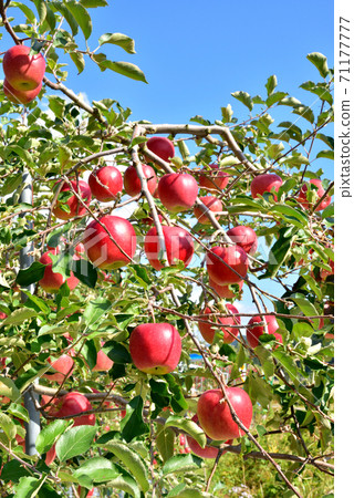 蘋果花園,明亮的紅蘋果,在藍藍的天空中發光,北部的秋天風景,北部的秋天形象 蘋果花園,明亮的紅蘋果,在藍藍的天空中發光,北部的秋天風景,北部的秋天形象 71177777