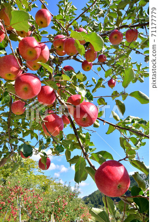 Apple garden, bright red apples that shine in the blue sky, autumn scenery in the north, autumn image in the north 71177779