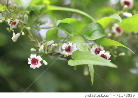 Paederia foetida Paederia foetida 71178039