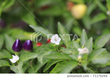 Colorful five-colored capsicum annuum and white flowers 71178268