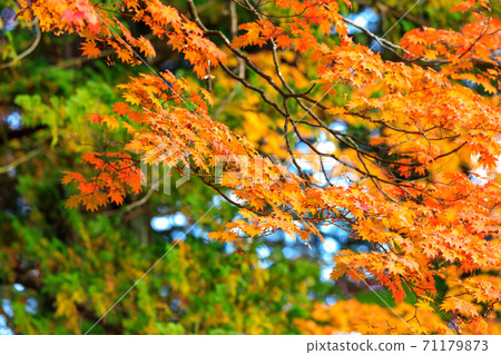 秋田縣秋葉市秋葉 71179873