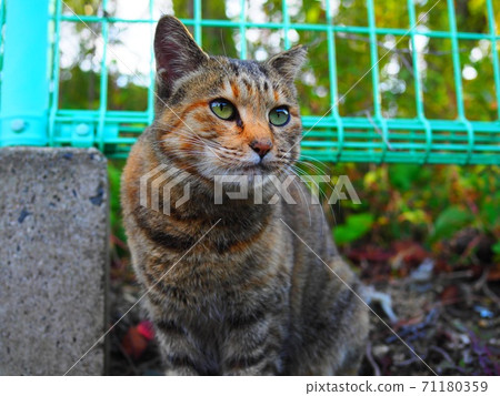 Cat Cat 71180359