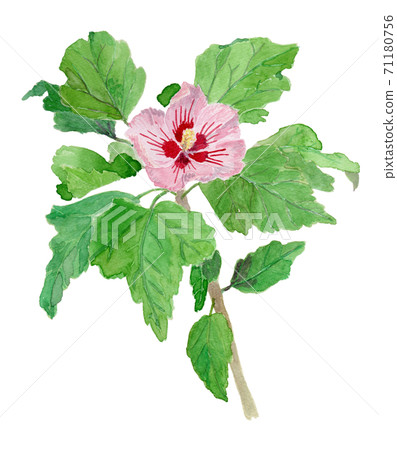 Hibiscus syriacus Mukuge 71180756