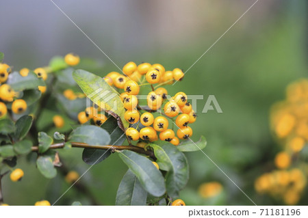 Yellow pyracantha (pyracanthus) fruit 71181196