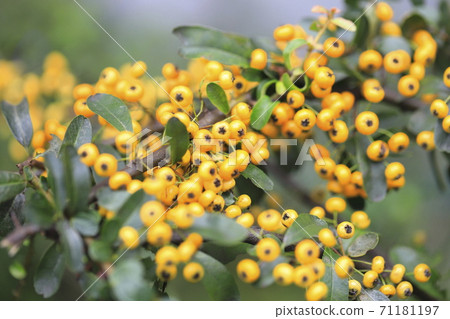 Yellow pyracantha (pyracanthus) fruit Yellow pyracantha (pyracanthus) fruit 71181197