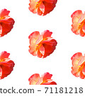 Seamless pattern with roses isolated on a white background in hard light from behind from above 71181218
