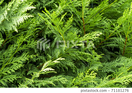 Beautiful green branches of thuja close up 71181276