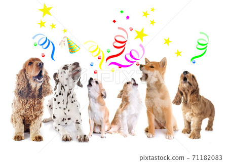 dogs howling for birthday dogs howling for birthday 71182083
