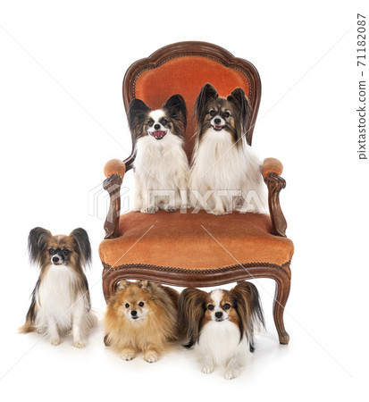 little dogs on chair 71182087