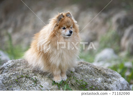 pomeranian in nature pomeranian in nature 71182090