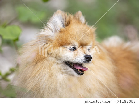 pomeranian in nature pomeranian in nature 71182093