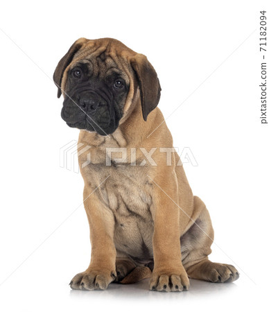puppy bullmastiff in studio puppy bullmastiff in studio 71182094