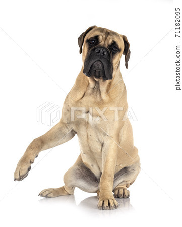 young bullmastiff in studio young bullmastiff in studio 71182095