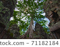 Large tree at Ta Prohm ruins in Cambodia 71182184