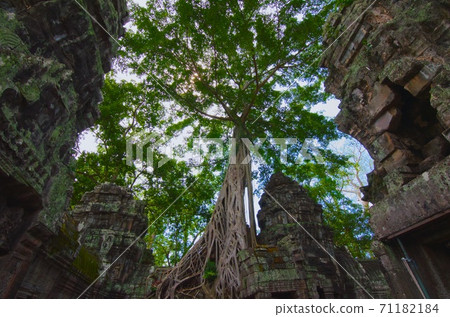 Large tree at Ta Prohm ruins in Cambodia 71182184