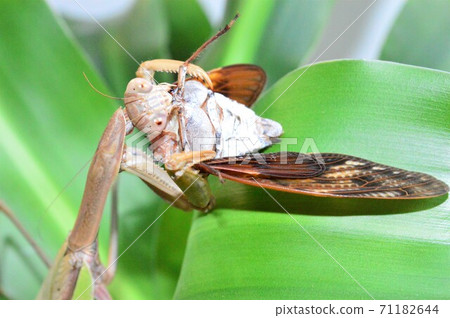 Chinese mantis female preying on brown cicada white background on leaves Chinese mantis female preying on brown cicada white background on leaves 71182644