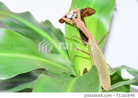 母狼在葉上的亞伯拉·塞米白色背景上捕食 71182646