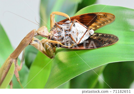Chinese mantis female preying on brown cicada white background on leaves Chinese mantis female preying on brown cicada white background on leaves 71182651