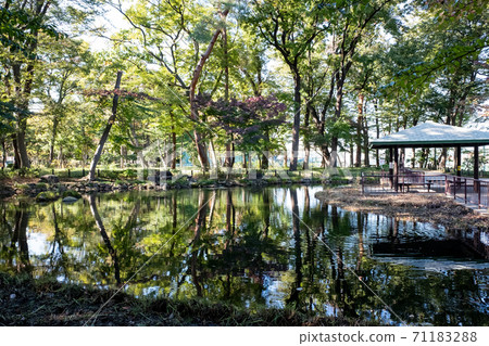 Scenery of Tsukayama Park (Shimotakaido, Suginami-ku, Tokyo) 71183288