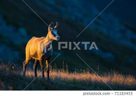 Tatra chamois standing on hill in summer evening. Tatra chamois standing on hill in summer evening. 71183455