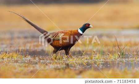 Common pheasant walking through swamp in autumn nature. 71183458
