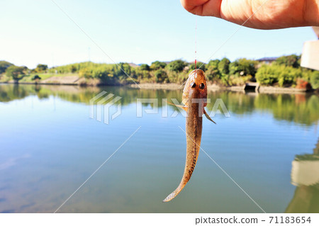 Autumn goby fishing Autumn goby fishing 71183654