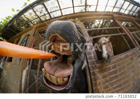 Horses eating carrots 71183852