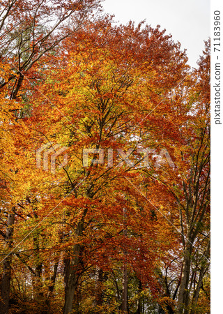 Group of Beech Trees in Autumn in Italian Alps - Trentino-Alto Adige Group of Beech Trees in Autumn in Italian Alps - Trentino-Alto Adige 71183960