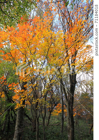 Izumi Katsuragi autumn leaves 71184018