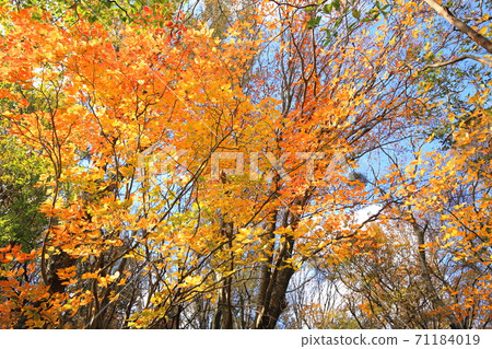 Izumi Katsuragi autumn leaves 71184019