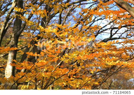 Izumi Katsuragi autumn leaves 71184065