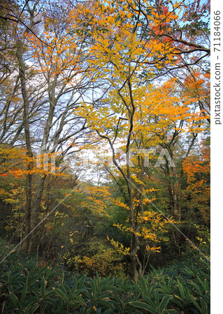 Izumi Katsuragi autumn leaves 71184066
