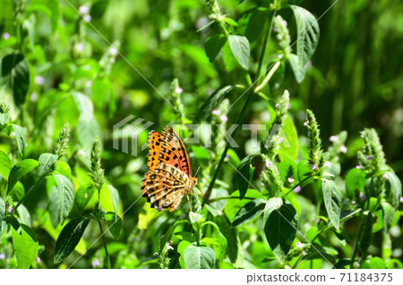 Indian fritillary butterfly playing in the grass 71184375