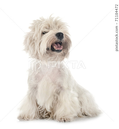West Highland White Terrier West Highland White Terrier 71184472