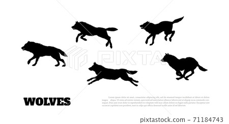 Black silhouettes of flock of wolves on a white background. .Running predators. Forest animals Black silhouettes of flock of wolves on a white background. .Running predators. Forest animals 71184743