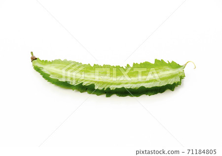 Shikakamame (Urips bean) 71184805