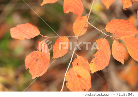 Bug-eating autumn leaves 71185043