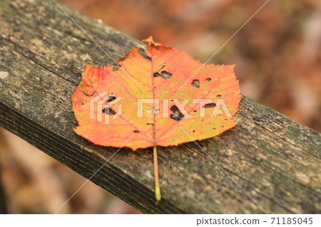 吃蟲的秋天的落葉 71185045